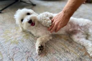 Tummy rubs aren't just for dogs!